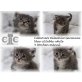 CaterCats V1 wurf, Maine Coon - Kater