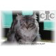 CaterCats Wyatt, Maine Coon - Kater