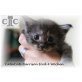 Catercats H!, Maine Coon - Katze