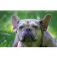 Cathrin, franz bulldogge Mischung  - Hündin