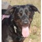 Cathy, Labrador Retriever Mix - Hündin