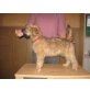 Catie, Irish Soft Coated Wheaten Terrier Welpen - Hündin