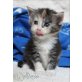 Cattery Real Rocktails, Maine Coon - Katze