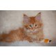 Cattery vom Overberger Rosengarten, Maine Coon - Kater