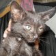 Cattivic, schwarzer - Kater