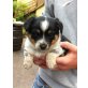 Cattle Dog/ Sheltie Welpen - Hündin