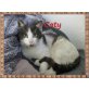 Caty, Hauskatze - Katze