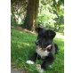 Caty sucht eine eigene Familie, Border Colli/ Australian Kelpie- Labrador  Welpen - Hündin