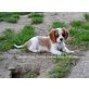 Cavalier, Cavalier King Charles Spaniel Welpen - Rüde