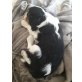 Cavalier Chihuahua Mix Welpen - Rüde