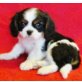 Cavalier King Charles, Cavalier King Charles Spaniel - Hündin