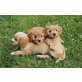Cavalier King Charles - Malteser Mischlinge - Hündin