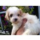 Cavalier King Charles Spaniel, Cavalier King Charles Spaniel - Hündin