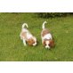 Cavalier King Charles Spaniel, Cavalier King Charles Spaniel - Hündin
