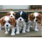 Cavalier King Charles Spaniel - Hündin