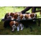 Cavalier King Charles Spaniel - Hündin