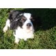 Cavalier King Charles Spaniel - Hündin