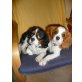 Cavalier King Charles Spaniel - Hündin