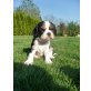 Cavalier King Charles Spaniel - Hündin
