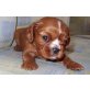 Cavalier King Charles Spaniel - Hündin