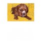 Cavalier King Charles Spaniel - Hündin