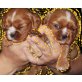 Cavalier King Charles Spaniel - Hündin