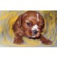 Cavalier King Charles Spaniel - Hündin