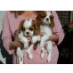 Cavalier King Charles Spaniel - Hündin