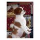 Cavalier King Charles Spaniel - Hündin