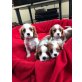 Cavalier King Charles Spaniel - Hündin