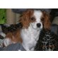 Cavalier King Charles Spaniel - Hündin