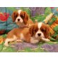 Cavalier King Charles Spaniel - Hündin