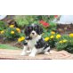 Cavalier King Charles Spaniel - Hündin