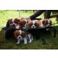 Cavalier King Charles Spaniel - Hündin