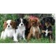 Cavalier King Charles Spaniel - Hündin