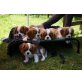 Cavalier King Charles Spaniel - Hündin