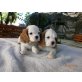 Cavalier King Charles Spaniel - Hündin