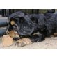 Cavalier King Charles Spaniel Mix Welpen - Hündin