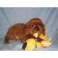 Cavalier King Charles Spaniel - Rüde
