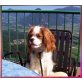 Cavalier King Charles Spaniel - Rüde