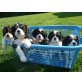 Cavalier King Charles Spaniel - Rüde