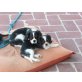 Cavalier King Charles Spaniel - Rüde