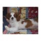 Cavalier King Charles Spaniel - Rüde