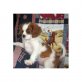 Cavalier King Charles Spaniel - Rüde