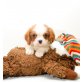 Cavalier King Charles Spaniel - Rüde