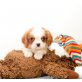 Cavalier King Charles Spaniel - Rüde
