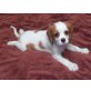 Cavalier King Charles Spaniel - Rüde