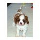 Cavalier King Charles Spaniel - Rüde