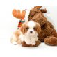 Cavalier King Charles Spaniel - Rüde