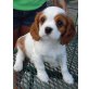 Cavalier King Charles Spaniel - Rüde